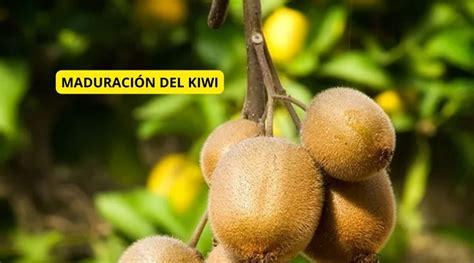 ᐈ Planta de KIWI Cuidados y Plagas 2023