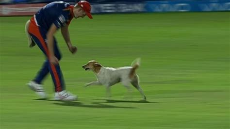 Playful Dog Walks Into A Live Ipl Cricket Match And Steals The Show