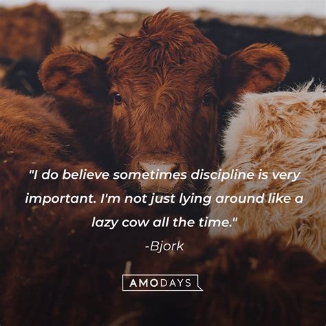 41 Cow Quotes to Make You Laugh, Learn and Think