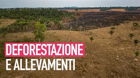 La deforestazione dell Amazzonia è causata dall industria della carne