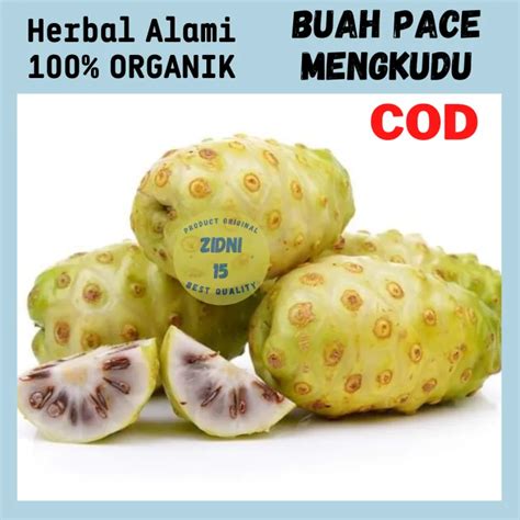 Kg Mengkudu Segar Pace Buah Noni Buah Bentis Bahan Minuman Herbal