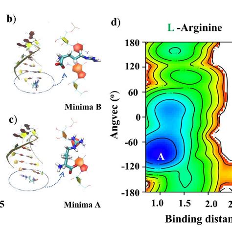 Free Energy Surface Of Binding Of A Single A D Arginine And D