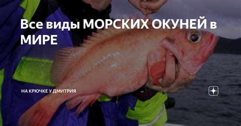 Все виды МОРСКИХ ОКУНЕЙ в МИРЕ | На КРЮЧКЕ у ДМИТРИЯ | Дзен