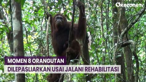 Momen Orangutan Dilepasliarkan Usai Tahun Jalani Rehabilitasi Di