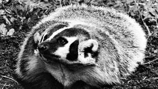 badger | mammal | Britannica