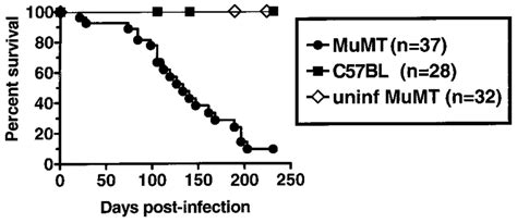 B Cell Deficient Mice Mumt Eventually Succumb After Infection With