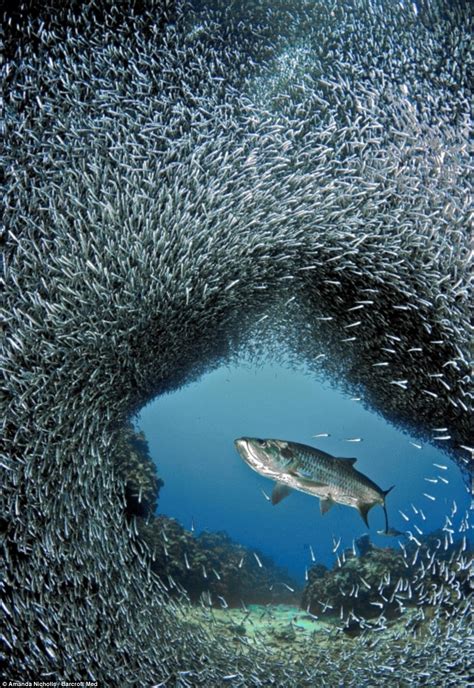 Por Que Os Peixes Formam Cardumes Igui Ecologia