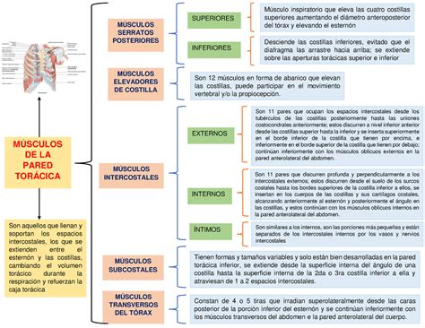 MAPA 1 Resumen de los músculos de la pared torácica sacado del libro