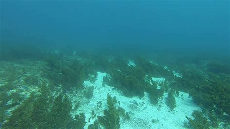 Douglas Shoal Sediment Sampling Panorama Video F Gh