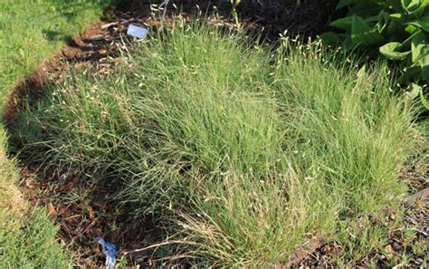 Oklahoma Native Grasses Identification Cheap Sale