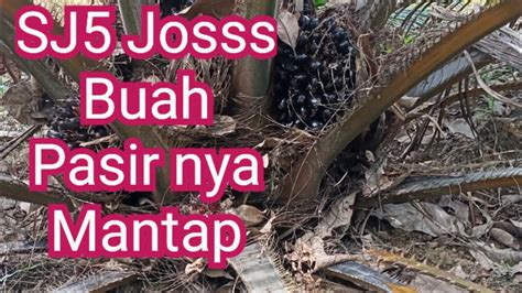 Ujicoba Tetap Berbuah Tanam Sawit Dibawah Pohon Karet Youtube