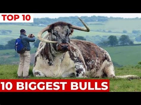 Top Most Biggest And Expensive Bulls In The World Sultan Bull