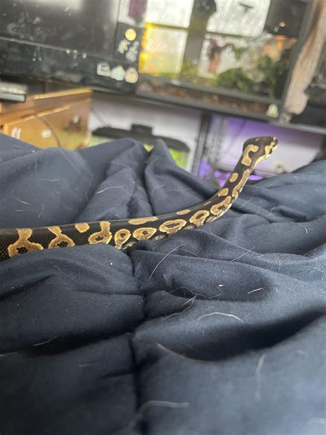 My Rescue Labeled As A Fancy Ball Python” Im Like 90 Sure Shes A