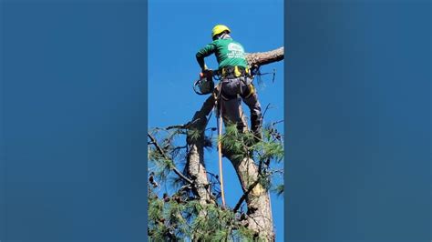 Dangerous Work Tree Removal Youtube