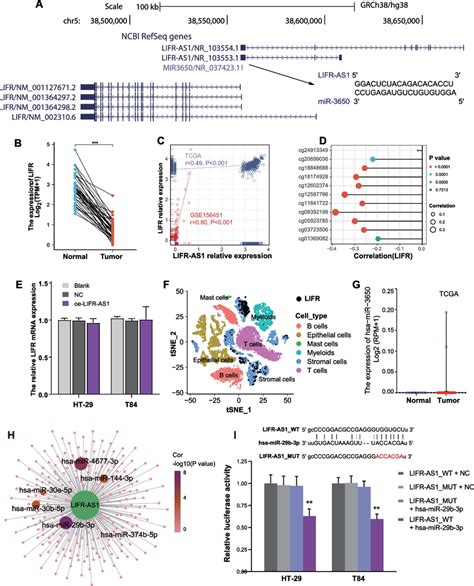 The Features Of Lifr As And Neighboring Genes In Crc A The Position