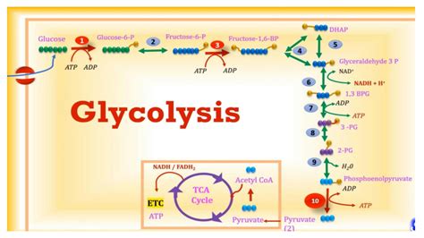 solution glycolysis   related enzymes studypool