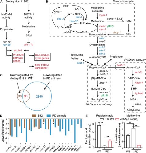 Metabolic rescue of α synuclein induced neurodegeneration through