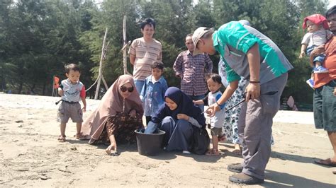 Pemerintah Kabupaten Pesisir Selatan Tahun Ini Penangkaran Penyu