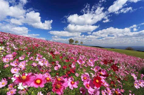 フォト・ライブラリー403淡路島コスモス散歩2013～「あわじ花さじき」から「明石海峡公園」へ 片柳神父のブログ「道の途中で」