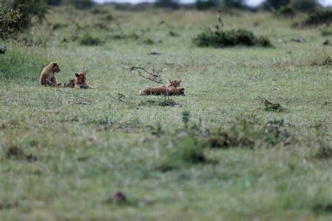 Lion Cubs Of The Topi Pride Play In Masai Mara Kenya Adorable Little Lion Cubs Play Fight