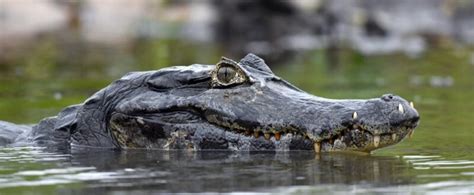 Alligator vs. Crocodile: 8 Ways to Distinguish them