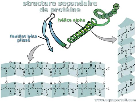 Structures secondaires définition illustrée et explications