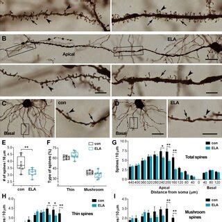 Reduced Expression Of Post Synaptic Protein PSD 95 In ELA Mice AC The