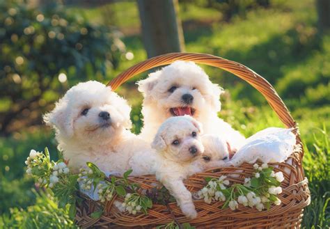 Bichon Frise - 2cHolidays