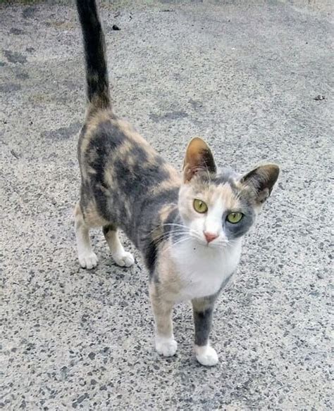 Calico Cats Unveiled 10 Intriguing Facts To Know Discover Walks Blog