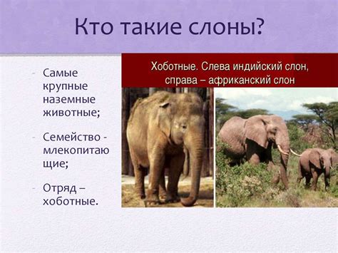 Слоны. Викторина - презентация онлайн