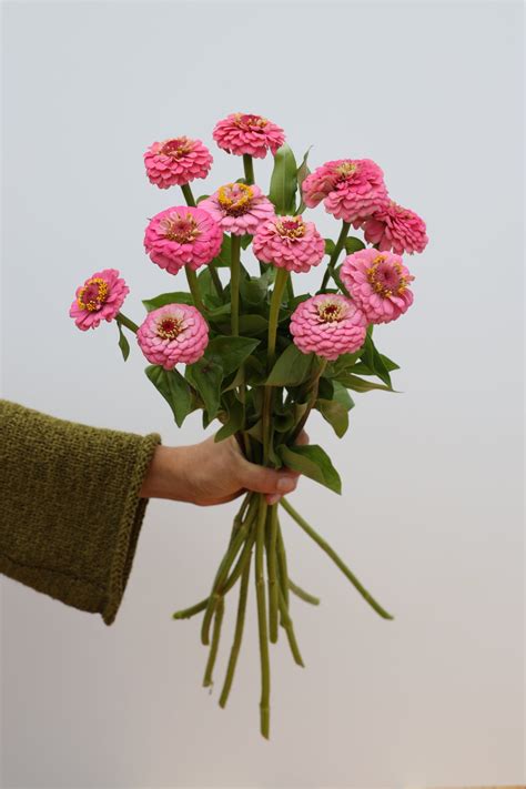 Zinnia 'Oklahoma Pink' – Flower People