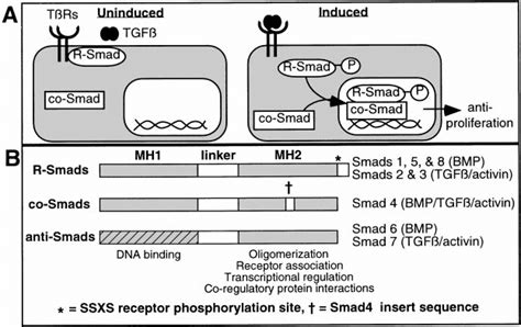 Summary Of Smad Protein Function And Structure A Under Noninduced