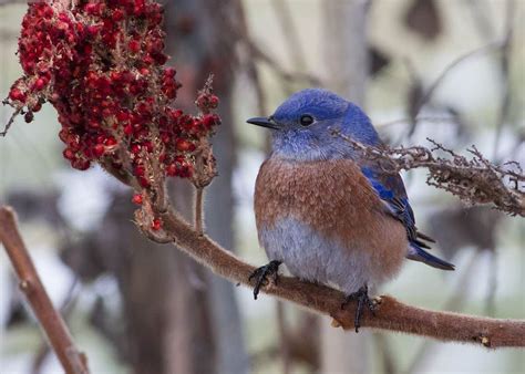 Types of Bluebirds Guide (Sialia) - Birding Insider