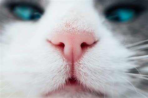 A Guide To The Cat Nose Color Chart