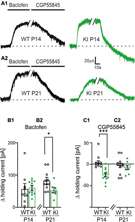 Frontiers Tonic Activation Of Gabab Receptors Via Gat 3 Mediated Gaba Release Reduces Network