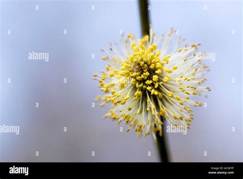 Salix Caprea Pussy Willow Catkin Stock Photo Alamy