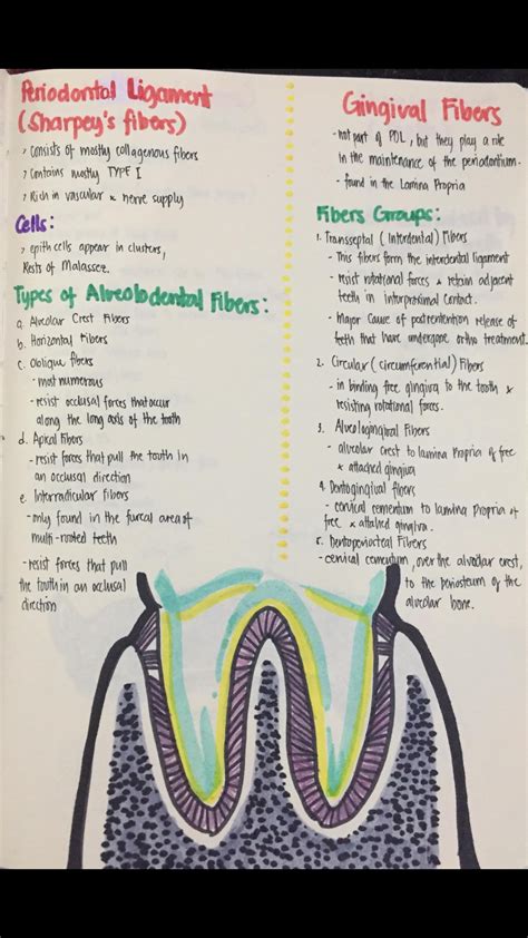 Bachelor Degree In Dental Hygiene Ontario at Glenn Barbee blog