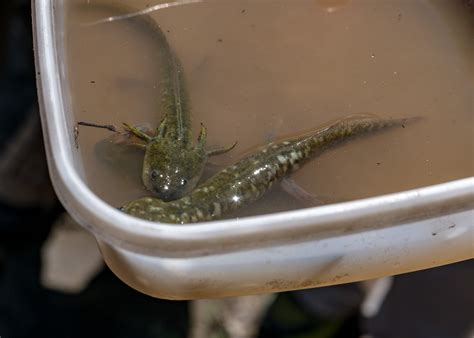 California tiger salamander larvae – renae.org