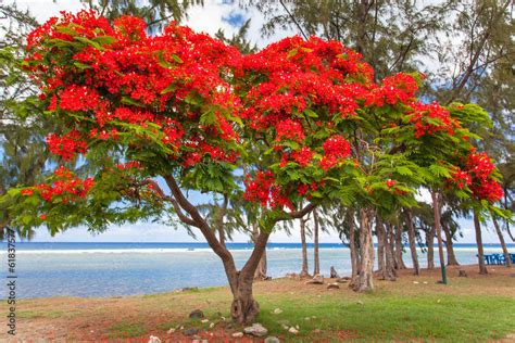 arbre flamboyant Saint Leu île de la Réunion Stock Photo Adobe Stock