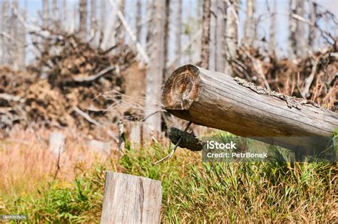 Forest Dieback By Bark Beetle Infestations In The High Forest Near