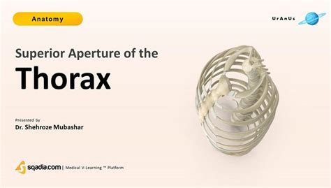 Superior Aperture of Thorax|Thoracic inlet Anatomy Made Easy - sqadia.com