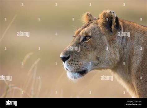 Lioness Profile Portrait Stock Photo Alamy