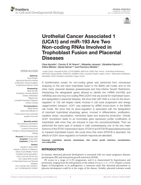 Pdf Urothelial Cancer Associated Uca And Mir Are Two Non