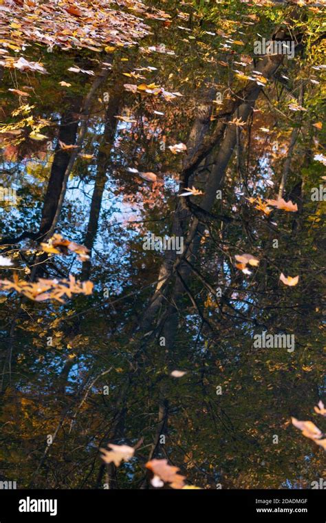 Oak Trees Quercus Maple Trees Hi Res Stock Photography And Images Alamy