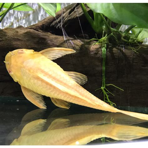 Albino Pleco (Sucker Fish) 5" on Carousell