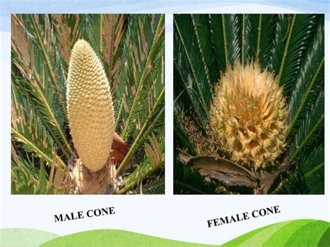 Gymnosperm characteristics