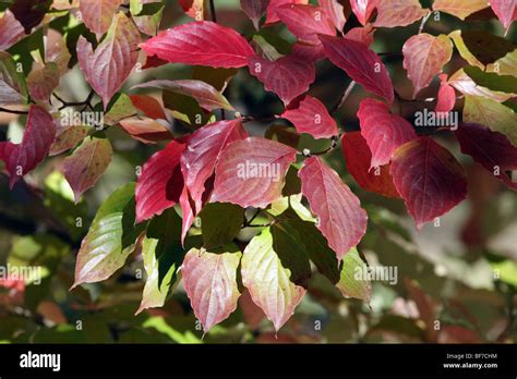 Cornus Kousa Leaf Colour Hi Res Stock Photography And Images Alamy