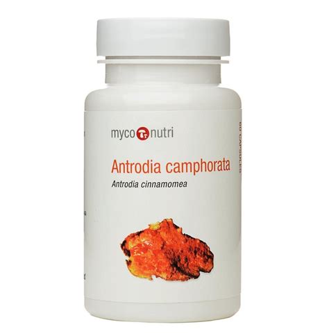 Antrodia Camphorata 60s The Natural Dispensary