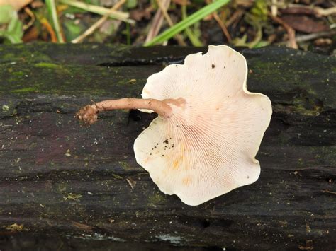 Lentinus Fr Colombian Fungi Made Accessible