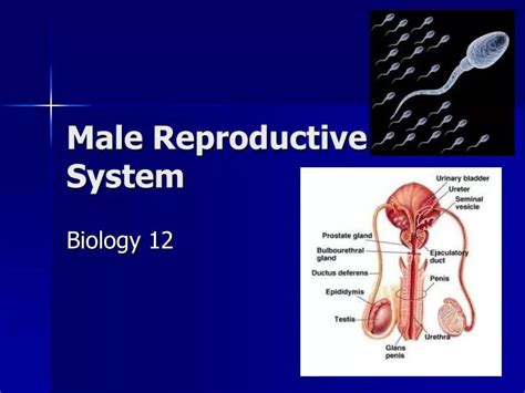 Ppt Male Reproductive System Powerpoint Presentation Free Download